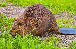 Pennsylvania wildlife control service areas