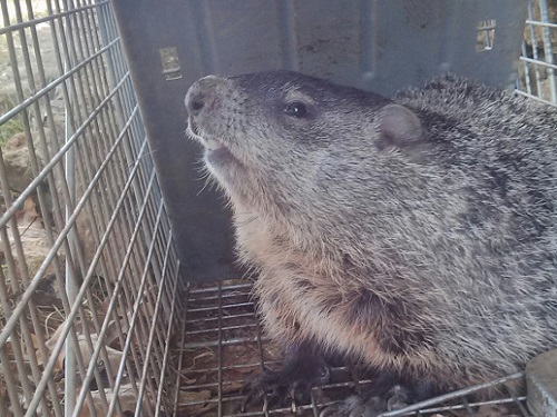 pennsylvania groundhog trapping