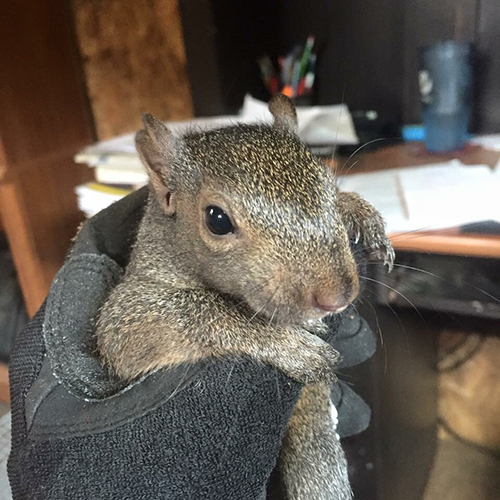 squirrel control, akron