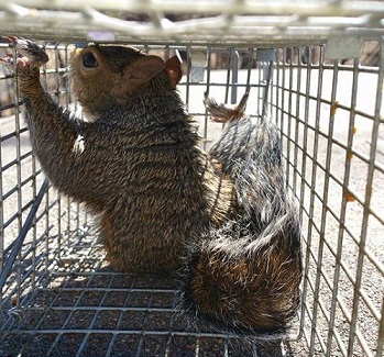 animal trapping Pennsylvania