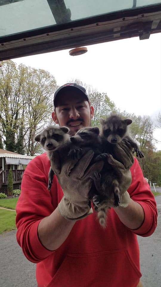 Armstrong County Raccoon Removal